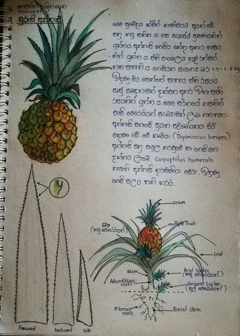 Mauritius pineapple Plant Observation Journal, Nature Description, Enrichment Activities, Nature Journal, Fruits And Veggies, Mauritius, Sri Lanka, Pineapple, Map