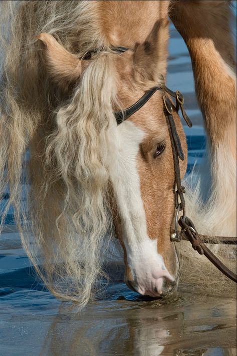 Galineers Cob, Cobs Horse, Irish Cob Horses, Romani Vanner Horse, Romani Cob Horse, Bay Horses Western, Laura Ann, Vanner Horse, Horse Reference