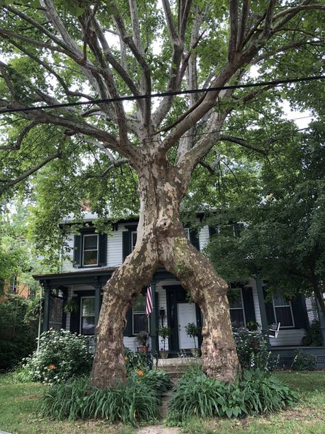 Two sycamore trees joined as one over a walkway started as newly weds