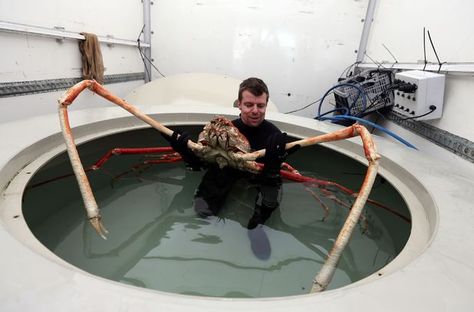 Giant Crab | Giant crab with 9ft claws arrives in Blackpool - picture - Weird News ... Japanese Spider Crab, Spider Crab, Big Crab, Bizarre Animals, Fauna Marina, Giant Spider, Unusual Animals, Rare Animals, Animal Species