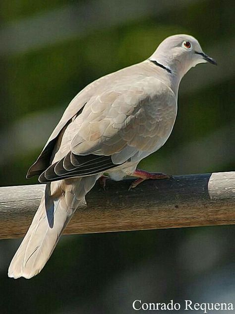 Dove Photo, Texas Backyard, Collared Dove, Wood Pigeon, Dove Pigeon, Dove Bird, Kinds Of Birds, Game Birds, Backyard Birds