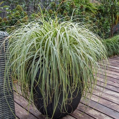 16 Best Tall Grass Like Plants | Plants That Look Like Grass Planters With Grasses, Beach Grass Landscaping Front Yards, Tall Grass In Planters, Grasses In Pots Patio, Grasses In Pots Outdoor, Grass In Pots Outdoor, Decorative Grasses In Pots, Potted Grasses On Patio, Prince Tut Grass Planters