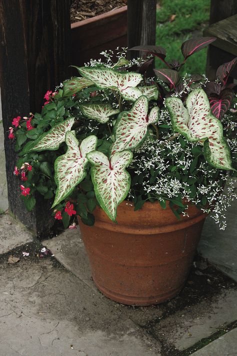 Caladium Container Ideas, Caladium Garden, Patio Flowers, Globe Amaranth, Potted Plants Outdoor, Flower Pots Outdoor, Strawberry Plants, Fine Gardening, Growing Seeds