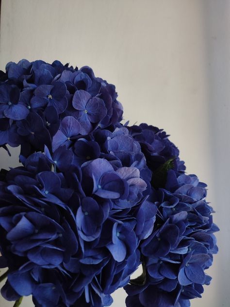 Dark Blue Flowers Aesthetic, Dark Purple Hydrangea, Dark Blue Hydrangea, Blue Hortensia, Dark Blue Flowers, Navy Blue Flowers, Hydrangea Purple, Beautiful Bouquet Of Flowers, Blue Roses