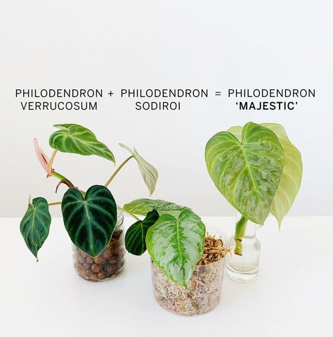 charmaine on Instagram: “My all time favourite Philodendron hybrid is hands down the Majestic. It has really strong traits of both parents, and in my opinion has…” Philodendron Majestic, Plant Wishlist, Plants Decor, House Plants Decor, In My Opinion, My Opinions, Plant Decor, All Time, House Plants