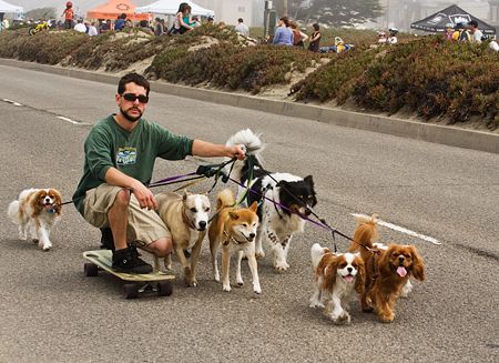 skateboard man walking the dogs.. Working With Dogs Aesthetic, Dog Walker Aesthetic, Dogs Walking Aesthetic, Walking Dog Photography, Dog Skateboarding, Dogs On Skateboards, Dog On A Skateboard, Dog Skateboard, Multiple Dogs