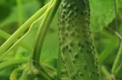 Hanging Basket Vegetables, Vegetables In Hanging Baskets, Hanging Cucumber Plants, Grow Loofah, Crowded Table, Cucumber Seedlings, Witch Energy, Strawberry Varieties, Vegetable Garden Raised Beds