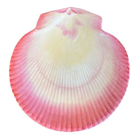 Antique 19th century Wedgwood pink nautilus pearlware scallop shell plate. Measures 8 3/4" x 8 3/8". Fully marked on the back. Good condition. Shell Plate, Beach Icon, Scrapbook Printing, Flower Icons, Summer Icon, Diy Clothes Design, Found Object Art, Scallop Shell, Scallop Shells