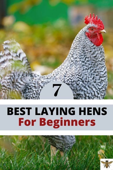 Americauna Chickens, Best Laying Hens, Best Chicken Breeds, Chickens For Beginners, Homesteading Hacks, Pet Care Printables, Roast People, Best Laying Chickens, Egg Laying Hens