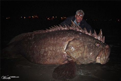 Scary fish Jeremy Wade, River Monsters, Monster Fishing, Cool Fish, Rare Animals, Strange Things, Gone Fishing, Sea Monsters, Weird Creatures