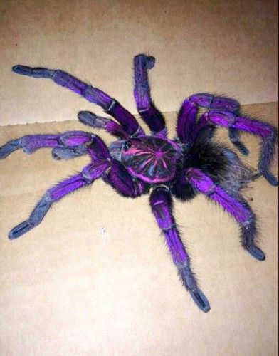 Shockingly Gorgeous Brazilian Pinkbloom TARANTULA Wows with its Purple Hue! | Featured Creature Spiders, Pet, Memes, Purple, Animals, Black