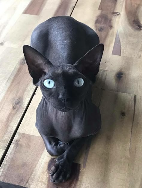 Black beauty Cute Hairless Cat, Sphinx Cat, Hairless Cat, A Black Cat, Sphynx Cat, Sphynx, Cat Clothes, Pretty Cats, Doberman