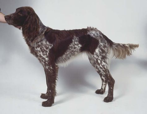 german longhaired pointer Braque Du Bourbonnais, German Shorthaired Pointer Black, German Longhaired Pointer, Gsp Dogs, Gsp Puppies, Pointer Puppies, What Kind Of Dog, Shorthaired Pointer, German Dogs