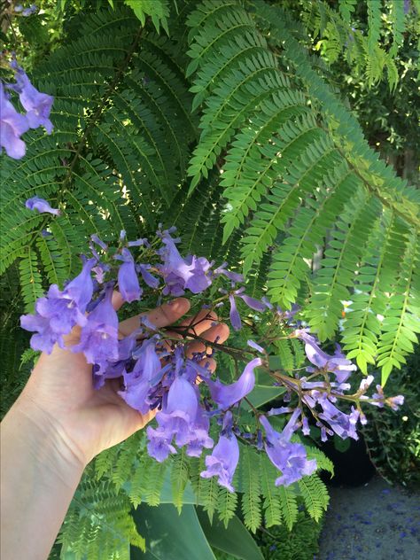 #3 Closeup: flowers on Jacaranda mimosifolia / Blue Jacaranda tree, N Berkeley, July 2016 (deciduous) a water extract of leaves & flowers shown effective against Pseudomonas aeruginosa is a common Gram-negative, rod-shaped bacterium that can cause disease in plants and animals, including humans. A species of considerable medical importance, P. aeruginosa is a prototypical "multidrug resistant (MDR) pathogen Blue Jacaranda Tree, Blue Jacaranda, Jacaranda Mimosifolia, Pseudomonas Aeruginosa, Plants Photography, Jacaranda Tree, Botanical Tattoo, My Plant, Plant Photography