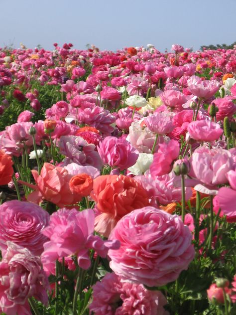 ranunculus field in Carlsbad, CA Farm Ideas, Flower Farm, Ranunculus, Flowers Nature, Beautiful Blooms, Flower Field, Dream Garden, Amazing Flowers, Love Flowers