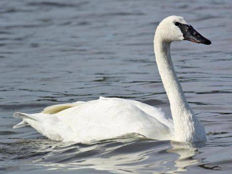 Tundra Swan, Snow Geese, Trumpeter Swan, Mute Swan, Snow Goose, White Highlights, Small Ponds, Water Bodies, Trumpeter