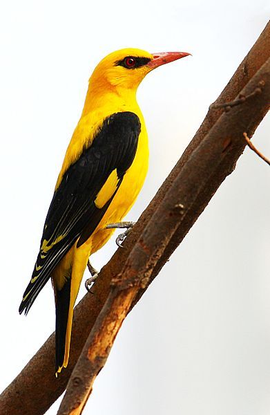 Golden Oriole, Oriole Bird, State Birds, Cardinal Birds, Yellow Bird, Bird Drawings, Bird Photo, Colorful Birds, Sweet Animals