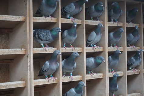 Raising Pigeons, Feeding Pigeons, Homing Pigeons For Sale, Racing Pigeons For Sale, Homing Pigeons, Ruffled Feathers, Wood Pigeon, Pigeon, Flocking