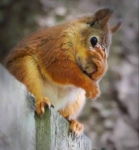 Funny Squirrel Pictures, Squirrel Pictures, Squirrel Art, Squirrel Funny, Cute Squirrel, Red Squirrel, Super Cute Animals, Cute Wild Animals, Alam Yang Indah