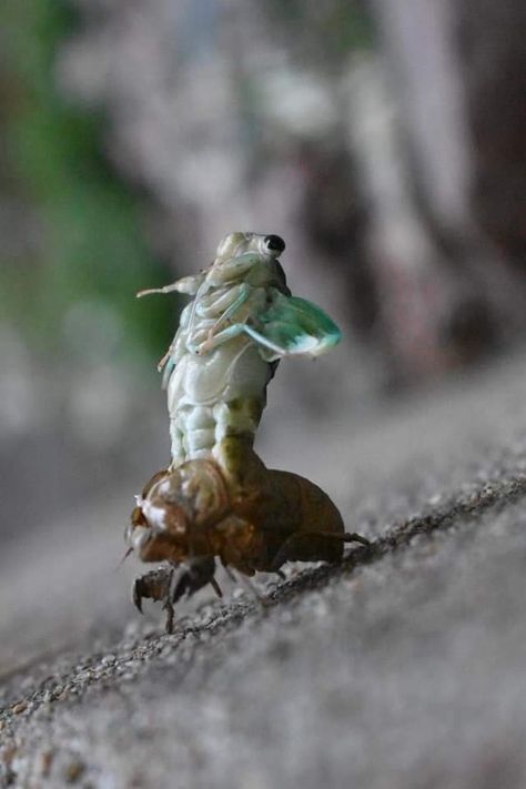 Cicada shedding its skin Cicada Shedding, Shedding Skin, Smart Textiles, Be Organized, Textile Design, Insects, Flight, Skin, Animals