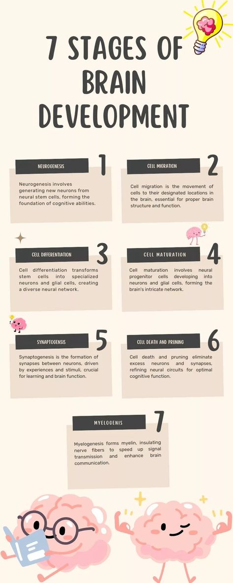 Learn about the 7 stages of brain development in early childhood starting with the letter 'H' that shapes early cognitive growth, and contact NJPNI to learn more.  Read more: https://njpediatricneurosurgery.com/posts/news/brain-development/ Brain Development Stages, Pediatric Care, Brain Development, Learning Disabilities, Our Services, Letter S, Early Childhood, Pediatrics, Brain