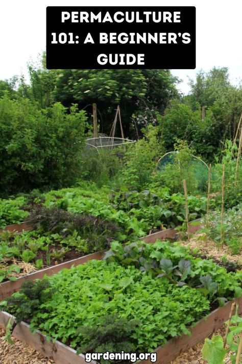 Curious about permaculture? This beginner's guide will walk you through the basics of sustainable living and ecological design principles. Start your journey today! Permaculture Farming, Permaculture Principles, Ecology Design, Organic Pest Control, Permaculture Design, Permaculture Gardening, Gardening Techniques, Harmony With Nature, Garden Journal