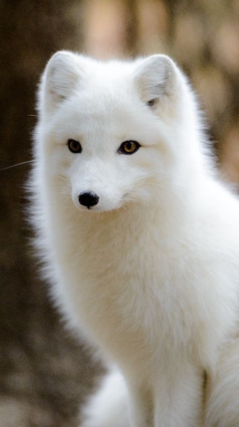 Fox Pictures, Cut Animals, Foxes Photography, Arctic Fox, Wild Dogs, Animal Sketches, Cute Wild Animals, Cute Fox, Cute Animal Photos