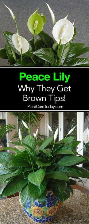 Why Do Peace Lily Get Brown Leaves and Tips