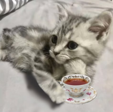 Tea Cup Kittens, Cat With Coffee, Cat Drinking Tea, Tired Cat, Tea Meme, Teacup Kitten, Teacup Cats, Cat Cleaning, Cat Drinking