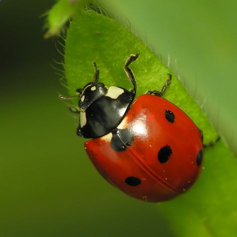 The ladybug is the official state insect of Delaware, Massachusetts, New Hampshire, Ohio, and Tennessee. Aphid Control, Macro Fotografie, Bad Bugs, Organic Gardening Pest Control, Natural Pesticides, Lady Beetle, A Ladybug, Creepy Crawlies, Airbrush Art