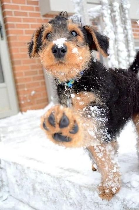 Adorable puppy paws. Big Foot Airedale Terrier Puppies, Airedale Dogs, Airedale Terriers, Welsh Terrier, Labrador Retriever Puppies, Puppy Paws, Terrier Puppies, Airedale Terrier, Terrier Dogs