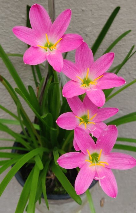 Rainy Season Flowers, Rain Lily, Pineapple Wallpaper, Rose Crafts, Lily Bulbs, Indian Flowers, Rainy Season, Beautiful Flowers Pictures, Bulb Flowers