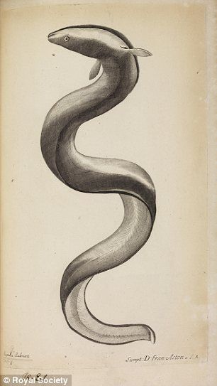 Eel Tattoo, Principia Mathematica, Amazon Animals, Snake Painting, Moray Eel, Sea Illustration, Rachel Carson, Engraving Illustration, Royal Society