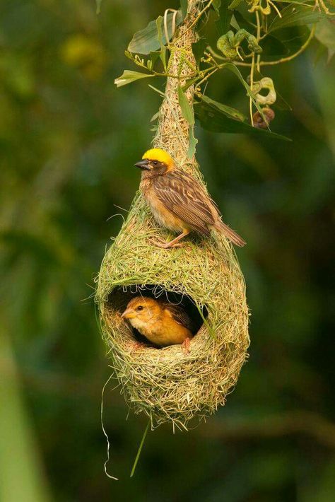 Este pajarito se parece a la Calandria mexicana que habita en la región norte de México.Sus modos son colgantes y los hacen en la punta de las ramas de árboles altos. Petri Ochoa. Birds Nests, Bird Nests, Kinds Of Birds, All Birds, Pretty Birds, Colorful Birds, For The Birds, Little Birds, Bird Nest