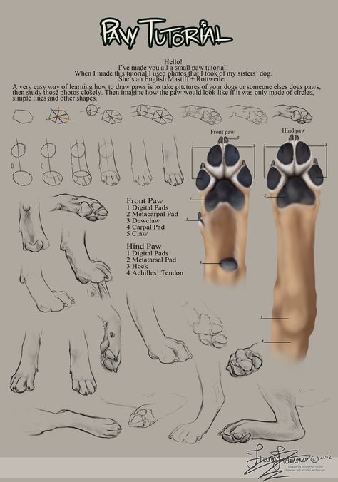 Paw Tutorial 2012 by Spike654.deviantart.com on @deviantART Paw Tutorial, Paw Drawing, Draw Tutorial, Anatomy References, Canine Drawing, Dog Anatomy, Anatomy Tutorial, Animal Study, Canine Art