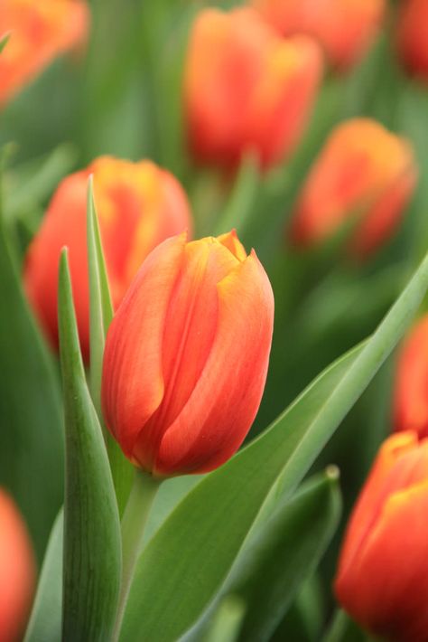 Orange Tulips by Miss Elsie Tulips Orange, Spring Orange, Tulip Garden, Orange Tulips, Tulip Bulbs, Tulips Garden, Purple Tulips, Spring Tulips, Trendy Flowers