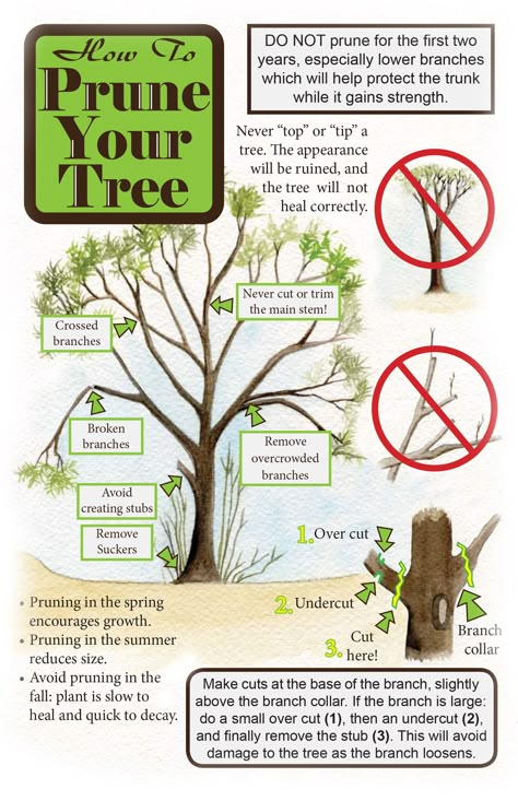 How To Prune Trees, Arborist Climbing Trees, Apple Tree Care, Arborist Climbing, Pruning Trees, Mesquite Tree, Pruning Plants, Fall Landscaping, Pruning Fruit Trees