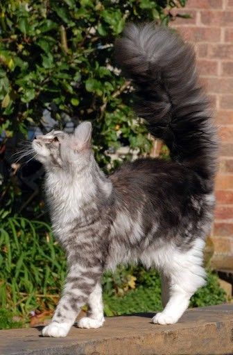 Cat with a Magnificent Tail Cat Reference, Cat Pose, Cat Tail, Pretty Animals, Warrior Cat, Fluffy Cat, Domestic Cat, Cat Aesthetic, Warrior Cats