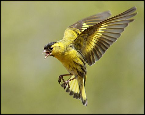 Siskin in flight | Flickr - Photo Sharing! Siskin, Bird Flying, Bird In Flight, Traditional Japanese Art, Bird Artwork, Yellow Bird, Goldfinch, Wildlife Animals, Bird Photo