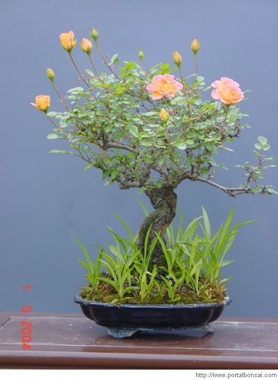 Rose Bonsai, Jade Plant Bonsai, Bonsai Mame, Bonsai Fruit Tree, Bonsai Making, Japanese Bonsai Tree, Bonsai Forest, Pre Bonsai, Desert Rose Plant