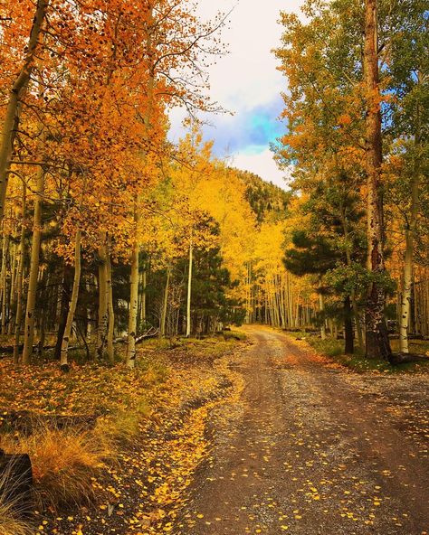 Slightly north of Flagstaff, Arizona #flagstaff #arizona #visitarizona #usa #fall #autumn House In A Forest, To Do In Phoenix Arizona, Aspiration Board, Flagstaff House, Arizona Attractions, Arizona Bucket List, Arizona Aesthetic, Things To Do In Arizona, Autumn Board