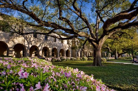 lsu -the quad Lsu Aesthetic, Lsu Campus, Campus Pictures, Lsu College, Lsu Football, Geaux Tigers, Dream College, Louisiana State University, Dream School