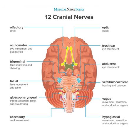 Cranial Nerves Function, 12 Cranial Nerves, Brain Anatomy And Function, Nervous System Anatomy, Nerve Anatomy, Sistem Saraf, Basic Anatomy And Physiology, Facial Nerve, Medical Student Study