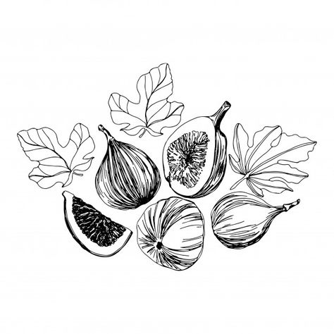 Fig Line Drawing, Fig Leaves Tattoo, Fruits Outline, Fig Leaf Tattoo, Figs Illustration, Fig Fruit Drawing, Vintage Leaf Illustration, Fig Lino Print, Fig Sketch