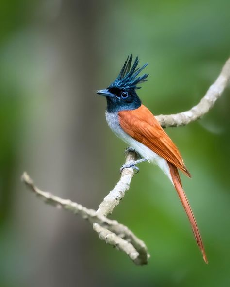 ARNAB ROY on Instagram: “Indian paradise flycatcher  . . . #birds_nature #birds #bird_brilliance #birdsofinstagram #best_birds_of_ig #sanctuaryasia #birds_adored…” Indian Paradise Flycatcher, Flycatcher Bird, Indian Birds, Paradise Flycatcher, Fly Catcher, Inspiration Images, Birds Nature, Bedroom Master, Nature Birds