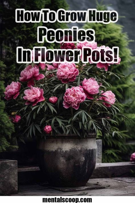 How To Grow Huge Peonies In Flower Pots! - Mental Scoop Peony Care Tips, Peony Bulbs, Peony Care, Peony Bush, Planting Peonies, Porch Flowers, Growing Peonies, Flower Pots Outdoor, Peonies Garden