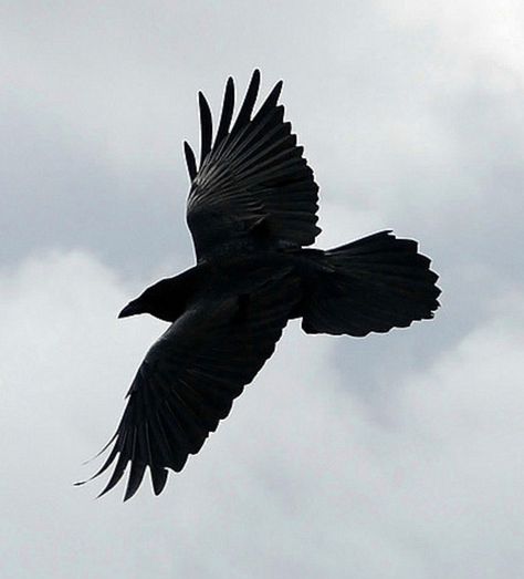 Raven in flight. Ravens In Flight, Raven Astethic, Ravens Aesthetic, Raven In Flight, Raven Aesthetic, Raven And Wolf, Quoth The Raven, Raven Bird, Crow Tattoo