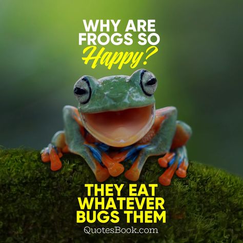 Frog Quotes Funny, Frog Quotes, Frog Meme, Funny Frogs, Cute Frogs, Animal Memes, Quotes Funny, Meme Pictures, Bones Funny