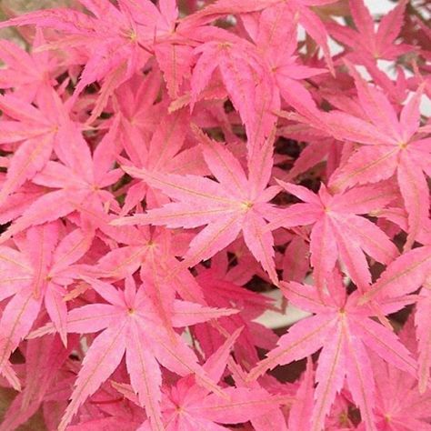 Rauch Fotografie, Medical Wallpaper, Hippie Aesthetic, Trippy Wallpaper, Pink Photo, Wallpaper Pink, Pastel Pink Aesthetic, Picture Collage Wall, Japanese Maple