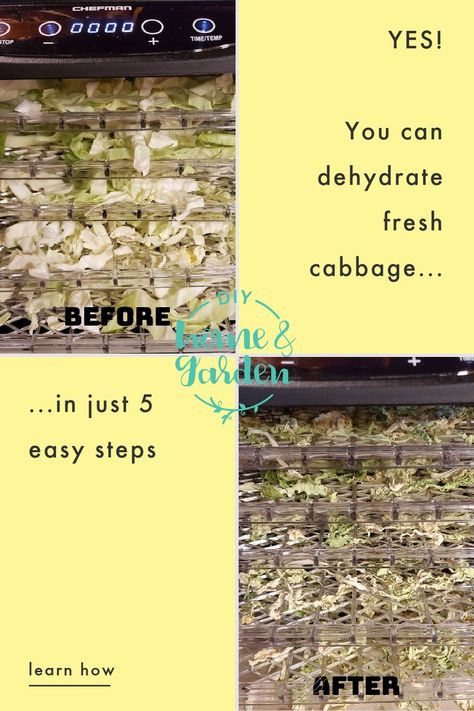 dehydrate cabbage Growing Cabbage, Cabbage Varieties, Cabbage Plant, Dehydrated Vegetables, Overwintering, Cabbage Recipes, Dehydrator Recipes, Water Me, Green Vegetables